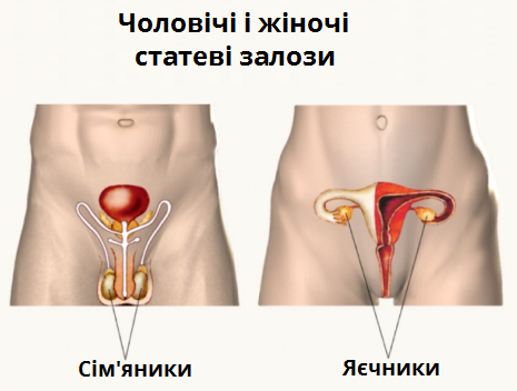статеві залози.png