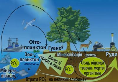 Цикл Фосфору.jpg