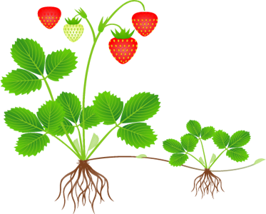 Розмноження вусами.png