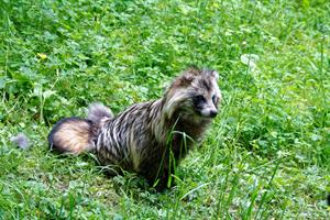 raccoon-dog-pix.jpg