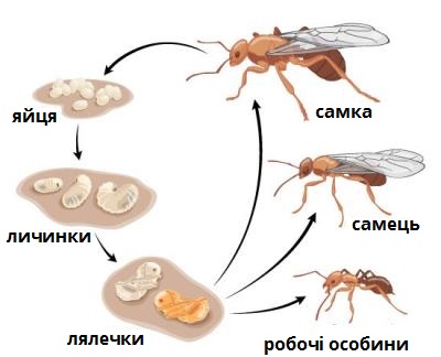 мурашка періоди підписи.jpg
