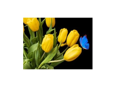 Марія Миколаївна Онищенко