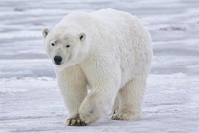 ведмідь білий.jpg