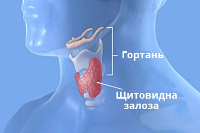 щитовидна залоза.jpg