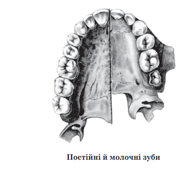 постійні і молочні зуби.png