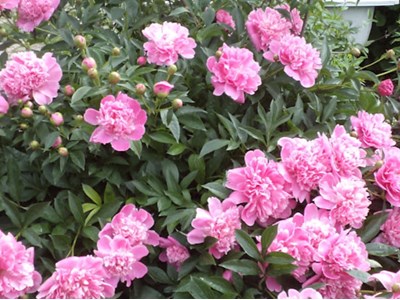 Валентина Григорівна Овчаренко