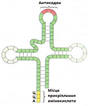 місце кріплення амінокислоти.png