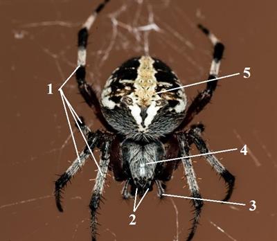 павук цифри6.jpg