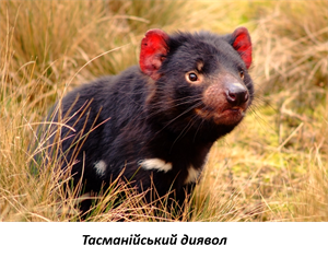 Тасманійський диявол 2.png