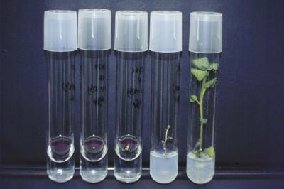 культура рослин.png