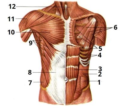 мязи тулуба цифри3.jpg