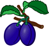 plum.png
