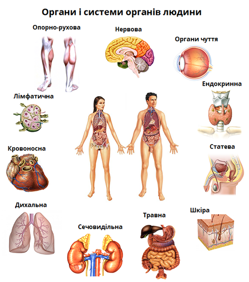 системи органів.png