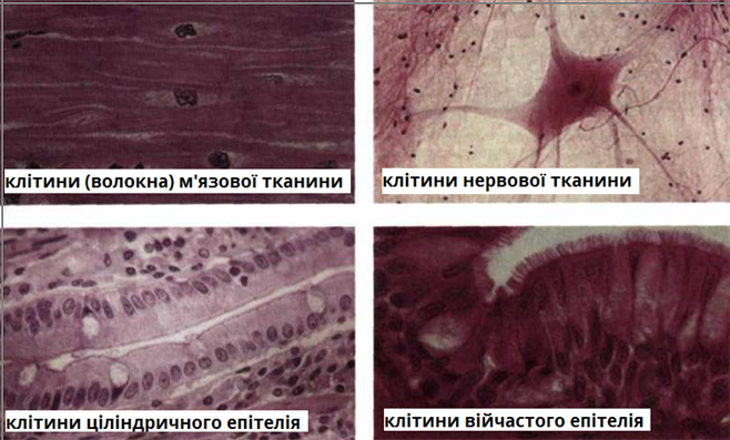 види клітин2.png