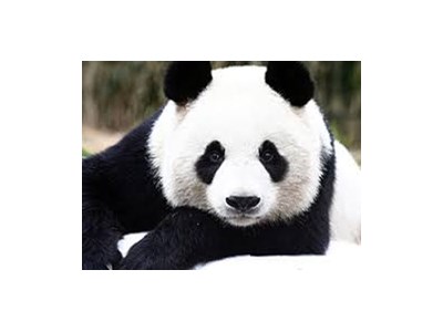 Діана Фещенко