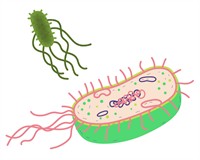 кишкова паличка.jpg