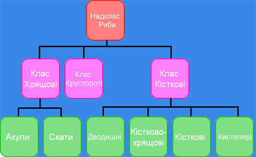 класифікація риб1.png