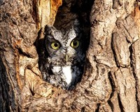 дупло сова.jpg