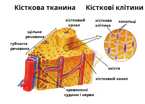 кістка.png