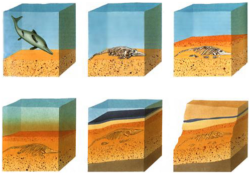 ископаеемые останки.jpg