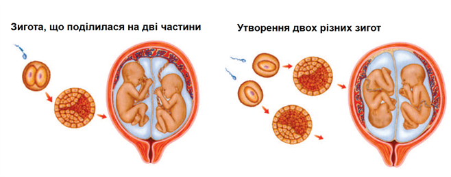 утворення зигот.png