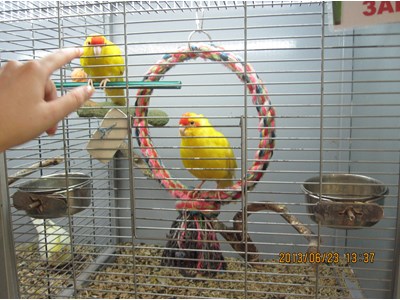 Ірина Беззубова