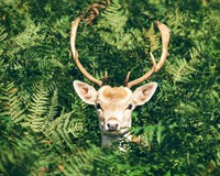 олень папороті.jpg