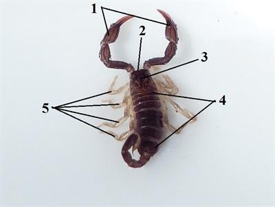 Скорпіон цифри7.jpg