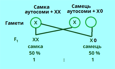 статеве розмноження3.png
