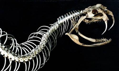 харчування змій1.jpg