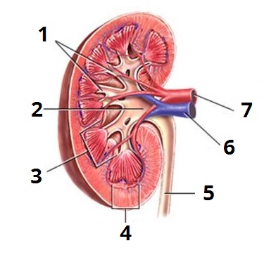нирка цифри 8.jpg
