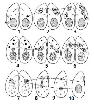 етапи коньюгації.jpg