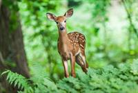 deer-g76236efd7_1920.jpg