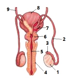 чоловіча цифри 3.jpg