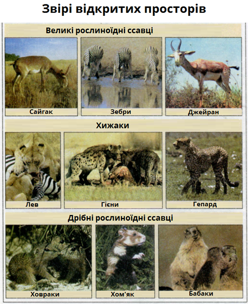 відкритих просторів.png