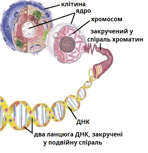 будова ядра.png