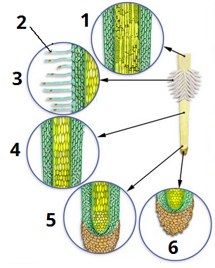 зони кореня цифри3.png