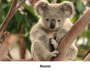 Коала 2.png