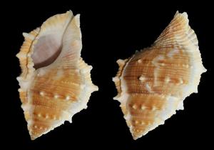 оболонка равлика20.jpg