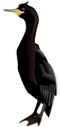 cormorant-24577_1280.png