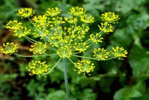 складний зонтик5.jpg