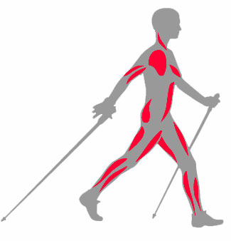 тренування мязів.jpg