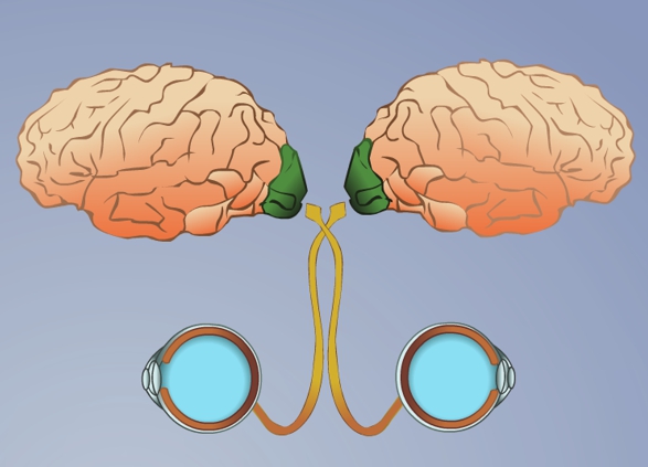 зоровий аналізатор.jpg