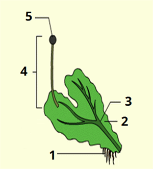 сланевий мох цифри14.png