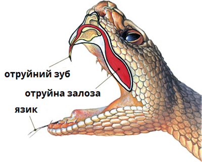 голова гадюки.png