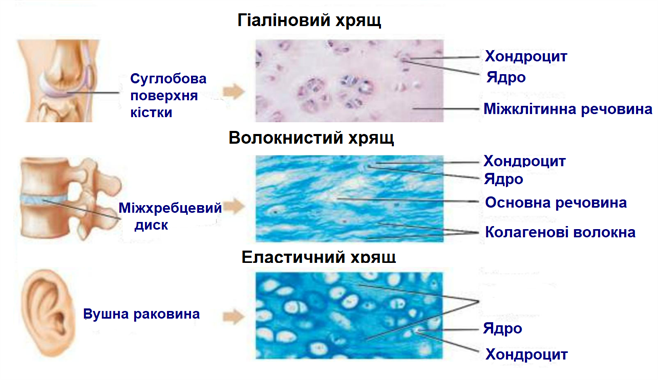 хрящі.png
