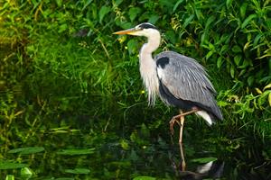 heron-pix.jpg