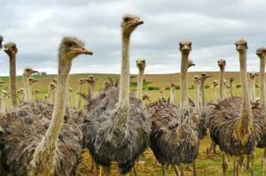 страус1.JPG