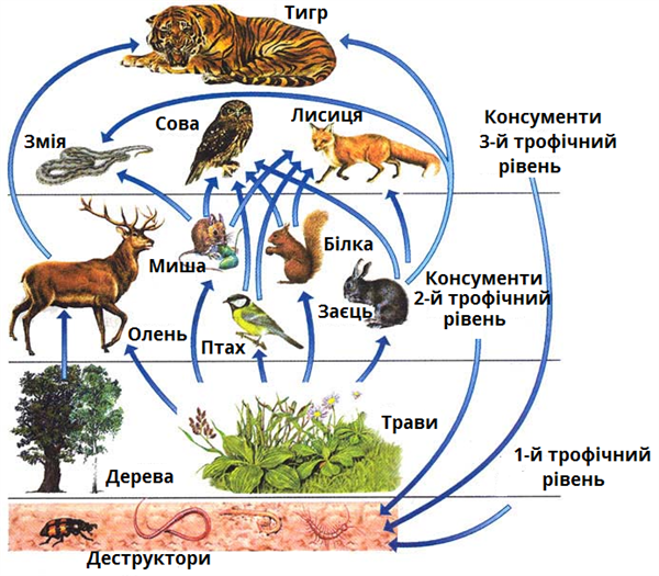 трофічні рівні.png