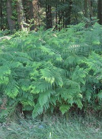 Adelaarsvaren_planten_Pteridium_aquilinum.jpg